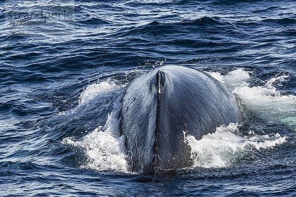 Humpback whale (Megaptera novaeangliae)  Vikingbukta  Northeast Greenland  Polar Regions