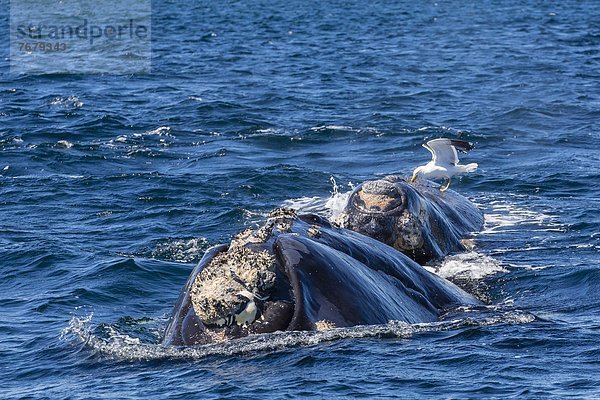 füttern  Möwe  Argentinien  Kalb  Seetang  Südamerika  Wal