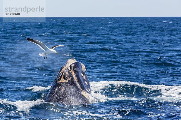 Möwe  Hektik  Druck  hektisch  Argentinien  Kalb  Seetang  Südamerika  Wal