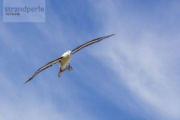 fliegen  fliegt  fliegend  Flug  Flüge  schwarz  Erwachsener  Albatros  New Island  Südamerika  Südatlantik