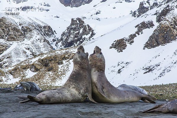 Bulle Stier Stiere Bullen Hafen Kampf Gold Südlicher Seeelefant Mirounga leonina Südatlantik Südgeorgien