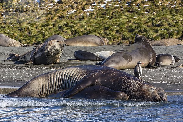 Bulle Stier Stiere Bullen Südlicher Seeelefant Mirounga leonina Gold Harbour sich paaren Paarung Südatlantik Südgeorgien