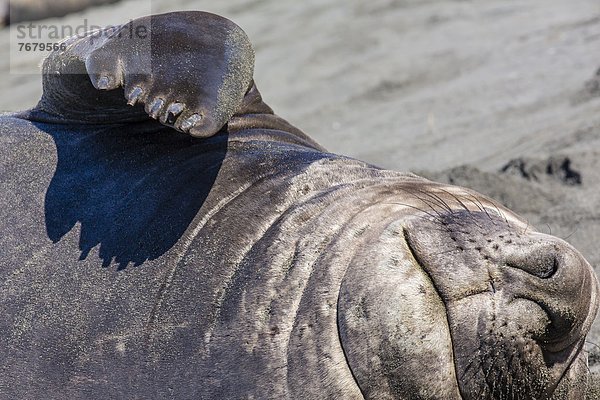 Südlicher Seeelefant Mirounga leonina Gold Harbour Südatlantik Südgeorgien