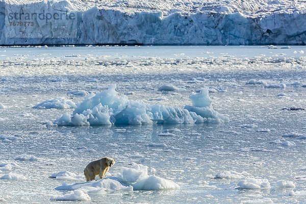 Eisbär  Ursus maritimus  Europa  Eis  Norwegen  Spitzbergen  Erwachsener  Bucht  Gans  Skandinavien  Svalbard