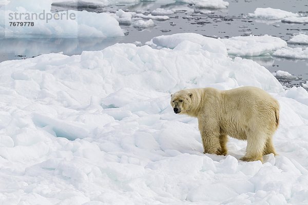 Bär  Eisbär  Ursus maritimus  Europa  Eis  Norwegen  Geräusch  Spitzbergen  Erwachsener  Skandinavien  Svalbard