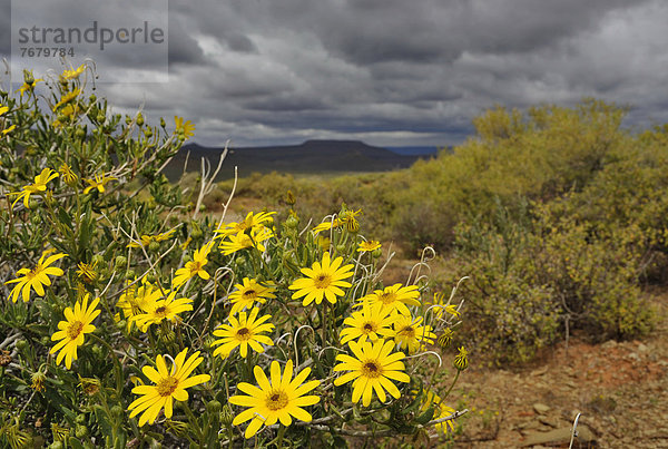 Südliches Afrika  Südafrika  Afrika  Namaqualand