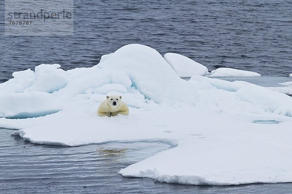 Eisbär  Ursus maritimus  nahe  Europa  Eis  Norwegen  Insel  Spitzbergen  Erwachsener  Skandinavien  Svalbard