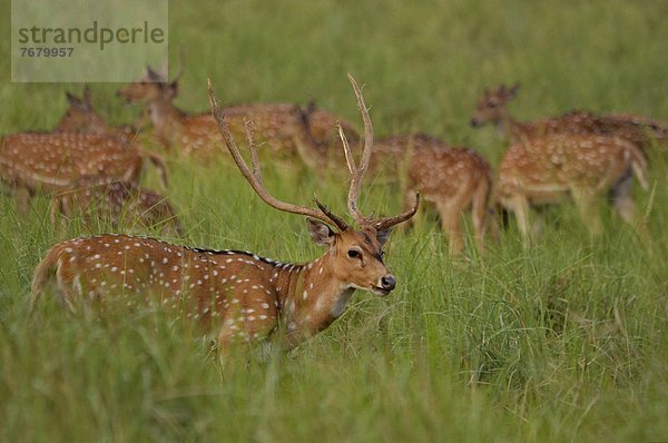 Chital deer (Axis axis)  herd in grassland                                                                                                                                                              