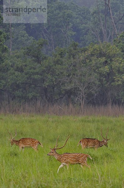 Chital deer (Axis axis)  herd in grassland                                                                                                                                                              
