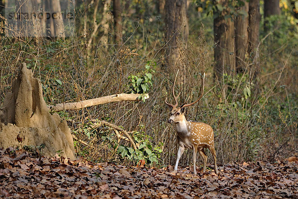 Chital deer (Axis axis)  male in forest                                                                                                                                                                 