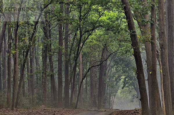 Baum  Fernverkehrsstraße  Wald  Indien