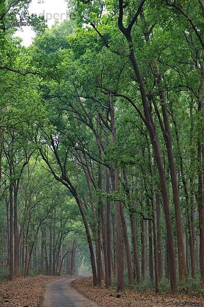 Baum  Fernverkehrsstraße  Wald  Indien