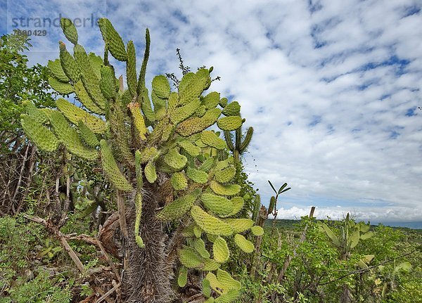 Überfluss  Wüste  Birne  Dorn  Kaktus  Dominikanische Republik