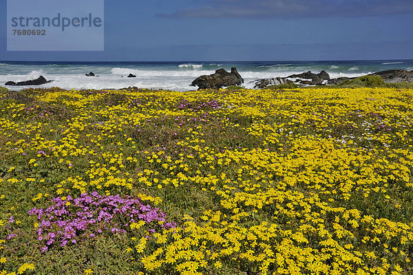 Südliches Afrika  Südafrika  Afrika  West Coast Nationalpark