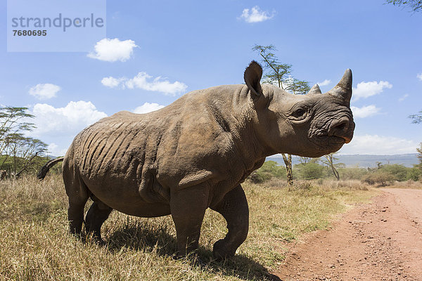 Ostafrika  Afrika  Kenia