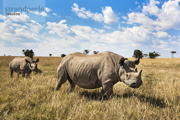 Ostafrika  Afrika  Kenia  Nashorn