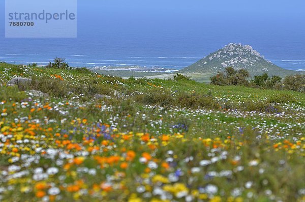 Südliches Afrika  Südafrika  Afrika  West Coast Nationalpark