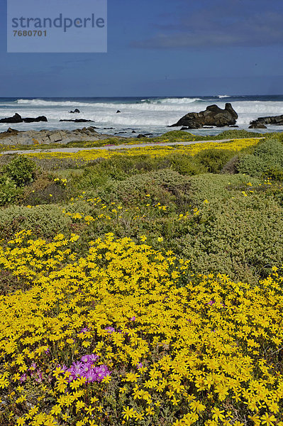 Südliches Afrika  Südafrika  Afrika  West Coast Nationalpark