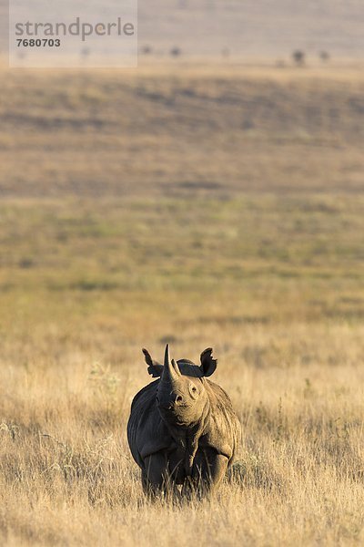 Ostafrika  Afrika  Kenia