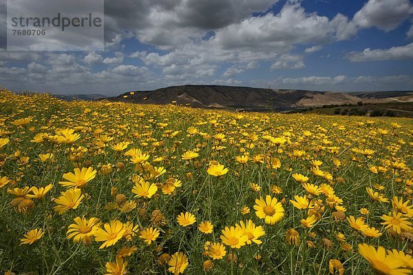 Jordan  Yarmouk reserve  yellow daisies fields                                                                                                                                                          