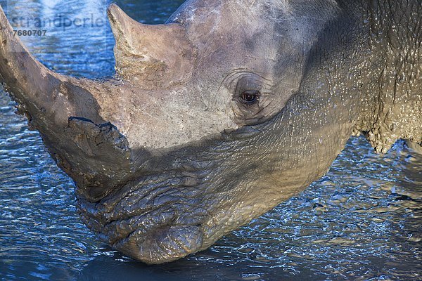 Südliches Afrika  Südafrika  weiß  Afrika  Wasserstelle