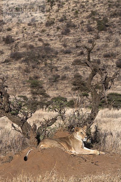 Ostafrika  Afrika  Kenia