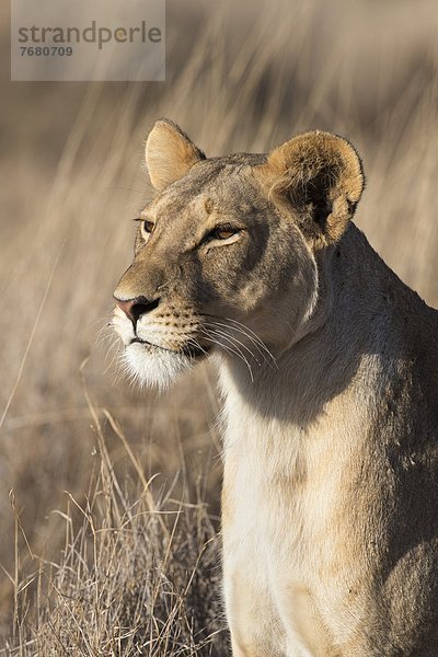 Ostafrika  Afrika  Kenia