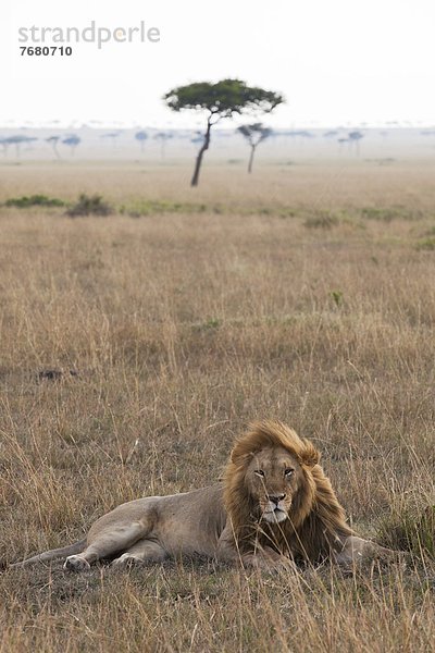 Ostafrika  Masai Mara National Reserve  Afrika  Kenia