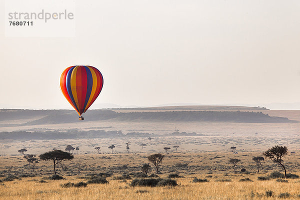 Ostafrika  Masai Mara National Reserve  Afrika  Kenia