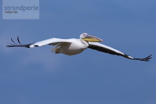 Ostafrika  fliegen  fliegt  fliegend  Flug  Flüge  weiß  groß  großes  großer  große  großen  Pelikan  Afrika  Kenia