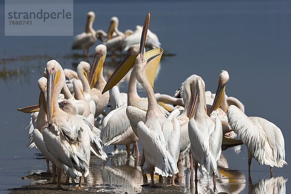 Ostafrika  Rift Valley  Kenia  Afrika  Kenia