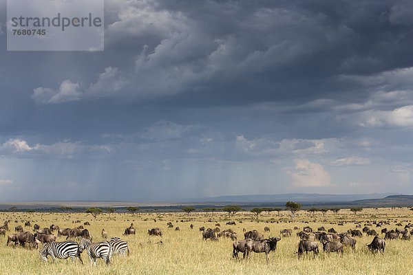 Ostafrika  blau  wandern  Gnu  Masai Mara National Reserve  Afrika  Kenia