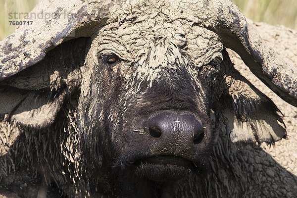 Ostafrika  Büffel  Afrika  getrocknet  Kenia  Schlamm