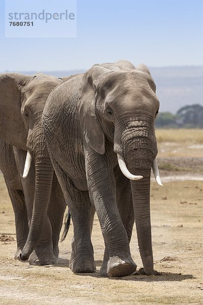 Ostafrika  Afrika  Kenia