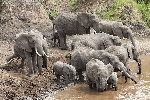 Ostafrika  Pampashase  Dolichotis patagonum  Fluss  Elefant  Masai Mara National Reserve  Afrika  Kenia