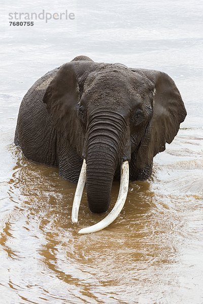 Ostafrika  Fluss  Elefant  Masai Mara National Reserve  Afrika  Kenia