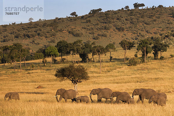 Ostafrika  Masai Mara National Reserve  Afrika  Kenia