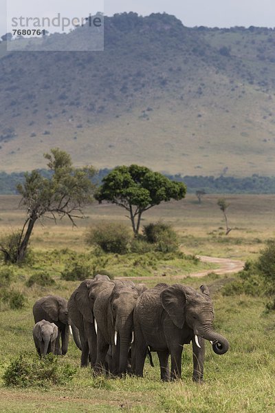 Ostafrika  Getränk  gehen  Herde  Herdentier  Fluss  Elefant  Masai Mara National Reserve  Afrika  Kenia