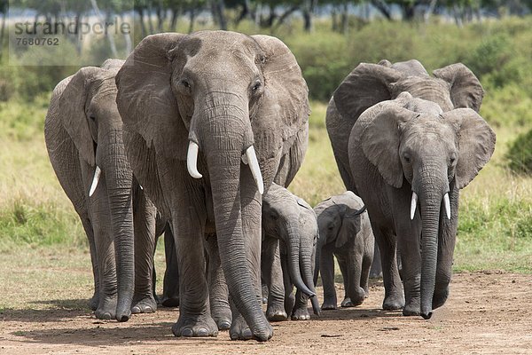 Ostafrika  Getränk  gehen  Herde  Herdentier  Fluss  Elefant  Masai Mara National Reserve  Afrika  Kenia