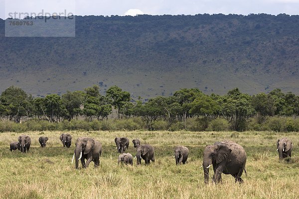 Ostafrika  Getränk  gehen  Herde  Herdentier  Fluss  Elefant  Masai Mara National Reserve  Afrika  Kenia