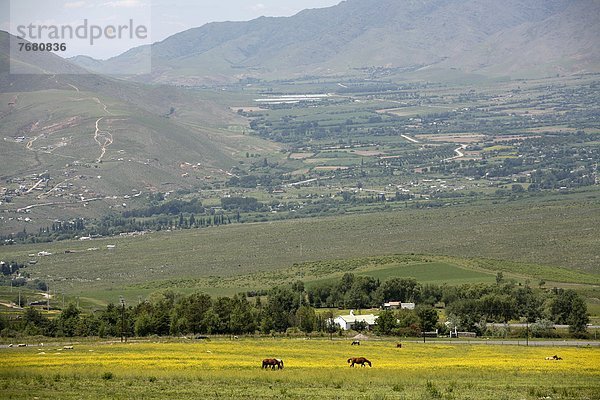 nahe  Feld  Argentinien  Südamerika  Valle