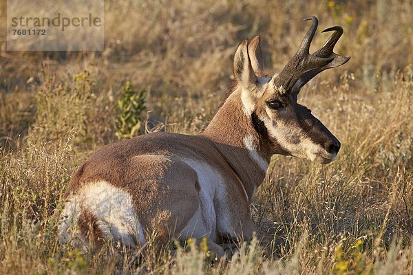 Vereinigte Staaten von Amerika  USA  Nordamerika  South Dakota