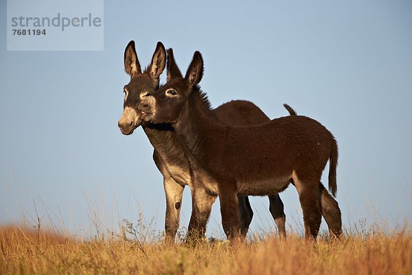 Vereinigte Staaten von Amerika  USA  Esel  Spiel  ungestüm  Nordamerika  2  jung  Pferd  Equus caballus  South Dakota