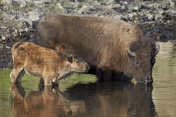 Vereinigte Staaten von Amerika  USA  Hausrind  Hausrinder  Kuh  Nordamerika  trinken  Bison  Kalb  Kuh  Teich  South Dakota