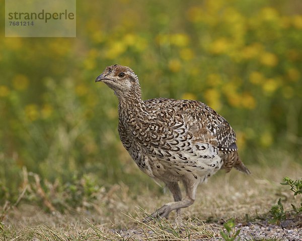 Vereinigte Staaten von Amerika  USA  Nostalgie  Nordamerika  Fasan  Phasianus colchicus  Schwanz  Tierschwanz  scharf  South Dakota