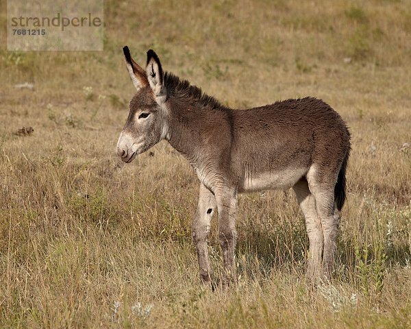 Vereinigte Staaten von Amerika  USA  Esel  ungestüm  Nordamerika  jung  Pferd  Equus caballus  South Dakota