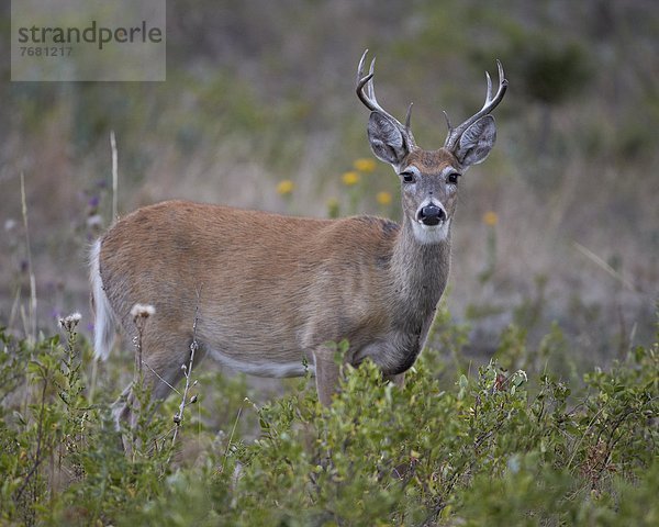 Vereinigte Staaten von Amerika  USA  weiß  Nordamerika  Virginia  Schwanz  Tierschwanz  Weisswedelhirsch  Odocoileus virginianus  Bock  Hirsch  South Dakota