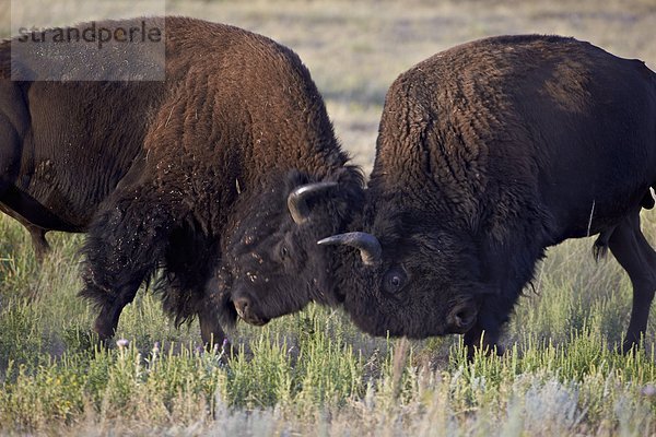 Vereinigte Staaten von Amerika  USA  Nordamerika  South Dakota