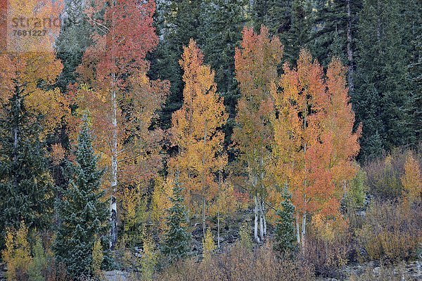 Vereinigte Staaten von Amerika  USA  Nordamerika  Colorado  San Juan National Forest