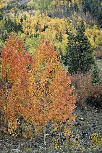 Vereinigte Staaten von Amerika  USA  Nordamerika  Colorado  San Juan National Forest